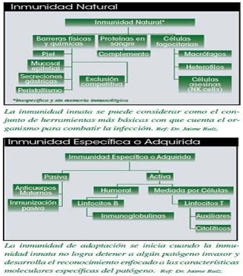 Limitación del consumo de antibióticos en las aves: instrumentos nutricionales - Image 1