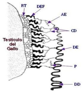 Bases de la reproduccion aviar - Image 8