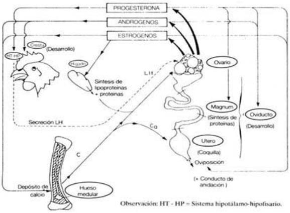 Bases de la reproduccion aviar - Image 11