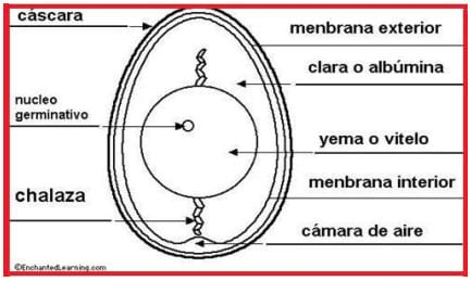 Bases de la reproduccion aviar - Image 4