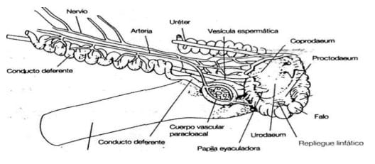 Bases de la reproduccion aviar - Image 9