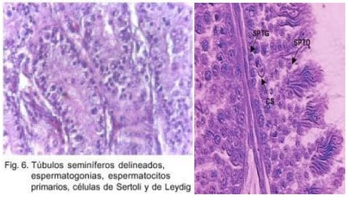 Bases de la reproduccion aviar - Image 7