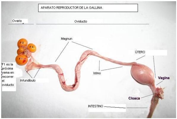 Bases de la reproduccion aviar - Image 3