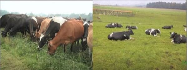 Aumentar los litros de leche en la vida útil de una vaca - Image 5