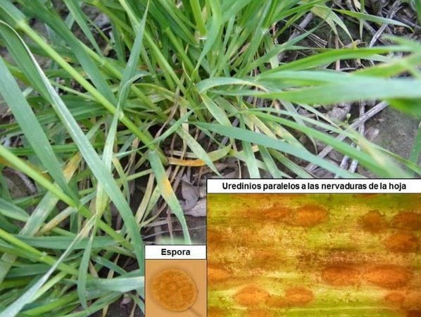 Panorama sanitario del cultivo de trigo en el norte de la provincia de Buenos Aires - Image 1