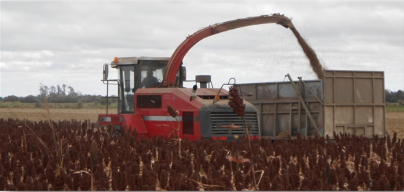 Procesadores de granos específicos para cultivo de sorgo - Image 1