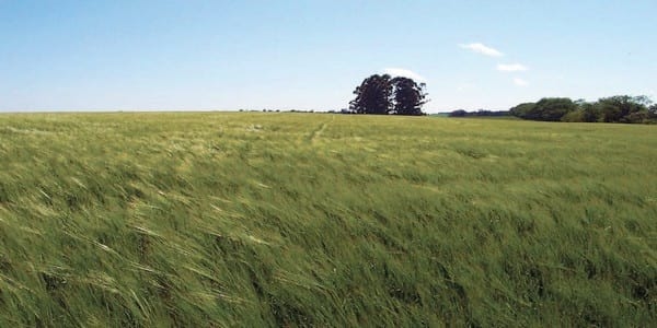 Realidades y mitos en el manejo del nitrógeno en cereales de invierno en Uruguay - Image 9