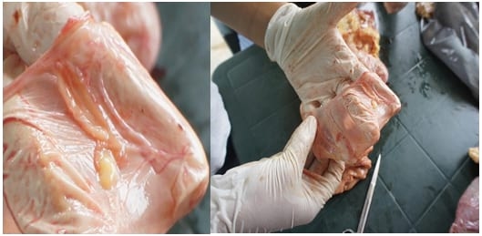 Salpingitis Bovina de difícil diagnóstico - Image 1