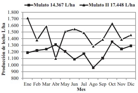 Pasto Mulato II (Brachiaria Hibrido): excelente alternativa para producción de carne y leche en zonas tropicales - Image 4