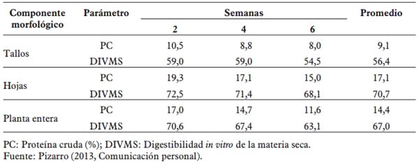 Pasto Mulato II (Brachiaria Hibrido): excelente alternativa para producción de carne y leche en zonas tropicales - Image 2