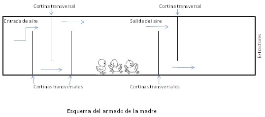 Pautas de manejo inicial, en el pollo del hoy - Image 11