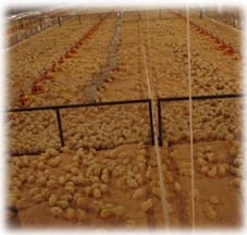 Pautas de manejo inicial, en el pollo del hoy - Image 14