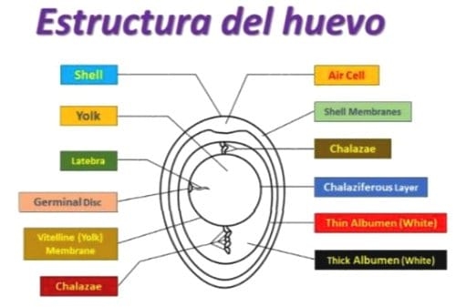 13 de octubre 2017 es el Día Mundial del Huevo (DMH) 22 años de celebración ¿Tienes preguntas? Aquí van las respuestas - Image 22