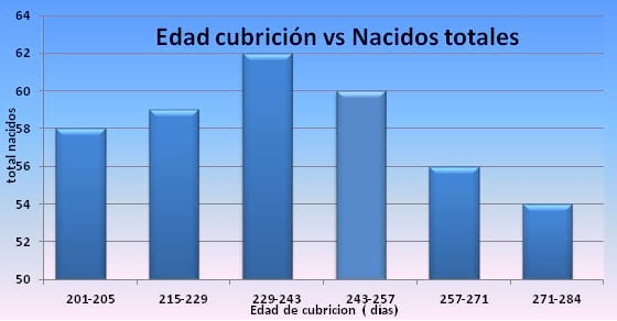 Desarrollo y aclimatación de nulíparas. Puntos clave de la productividad de las explotaciones porcinas - Image 4