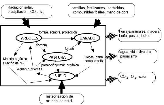 El Componente Arbóreo como Recurso Forrajero en los Sistemas Silvopastoriles - Image 1