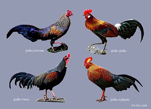 Origen de la gallina - Image 1