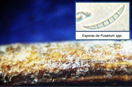 Problemas de hongos de suelo en lenteja y su posible impacto sobre la emergencia de las plántulas de soja - Image 3