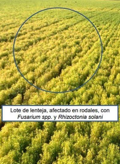 Problemas de hongos de suelo en lenteja y su posible impacto sobre la emergencia de las plántulas de soja - Image 1