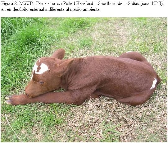 MSUD (Maple Syrup Urine Disease) en terneros Polled Hereford y cruzas Polled Hereford x Shorthorn en Uruguay - Image 2