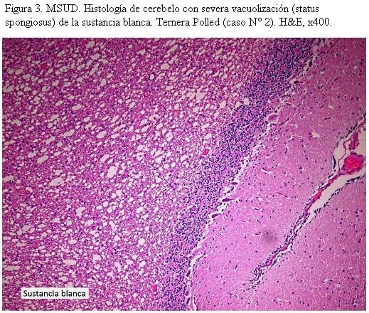MSUD (Maple Syrup Urine Disease) en terneros Polled Hereford y cruzas Polled Hereford x Shorthorn en Uruguay - Image 4
