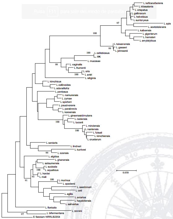 Dinámica poblacional y aislamiento de bacterias ácido lácticas en lactosuero fermentado - Image 2