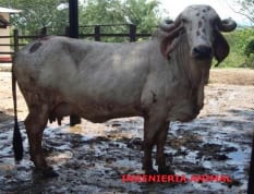 ¿Qué raza o cruce es mejor? - Image 11