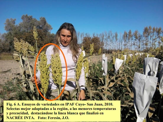 Nuevos desarrollos: híbridos y variedades graníferos y forrajeros 2017 - Image 8