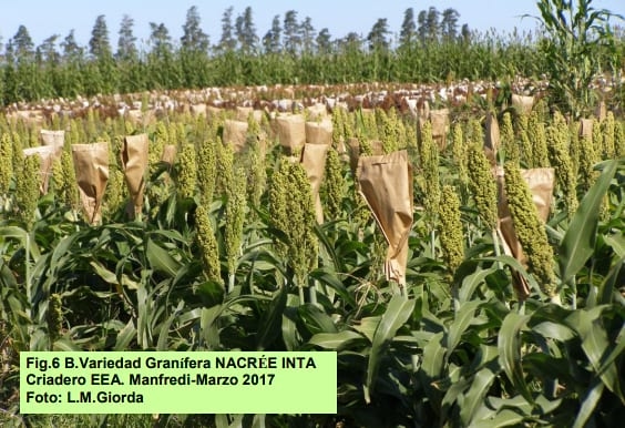 Nuevos desarrollos: híbridos y variedades graníferos y forrajeros 2017 - Image 9