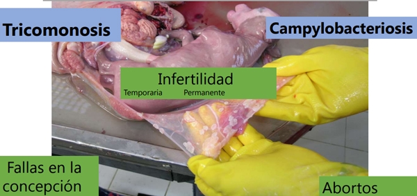 Enfermedades venéreas que afectan la reproducción - Image 1