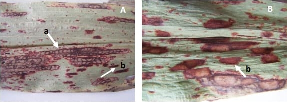 Mancha en cadena del sorgo, nueva enfermedad de sorgo en Argentina causada por Cercospora fusimaculans Atk. Identificación de fuentes de resistencia - Image 2