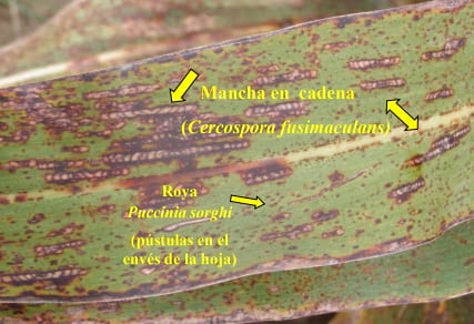 Mancha en cadena del sorgo, nueva enfermedad de sorgo en Argentina causada por Cercospora fusimaculans Atk. Identificación de fuentes de resistencia - Image 1