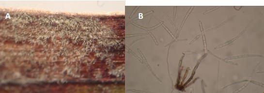 Mancha en cadena del sorgo, nueva enfermedad de sorgo en Argentina causada por Cercospora fusimaculans Atk. Identificación de fuentes de resistencia - Image 4