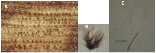 Mancha en cadena del sorgo, nueva enfermedad de sorgo en Argentina causada por Cercospora fusimaculans Atk. Identificación de fuentes de resistencia - Image 3