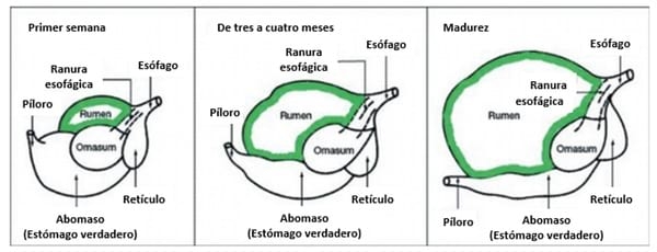XTRACT® Una herramienta adecuada para apoyar los desafíos del pre-destete en becerros - Image 1
