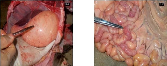 Coronavirus bovino: Infecciones neumoentéricas - Image 3