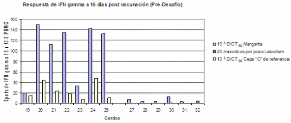 Evaluación de la eficacia, transmisión y replicación de una vacuna viva lapinizada contra la Peste Porcina Clásica - Image 17