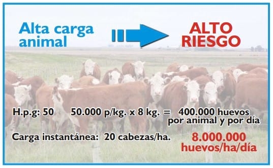 Gastroenteritis verminosa de los rumiantes. Parte 1 - Image 31