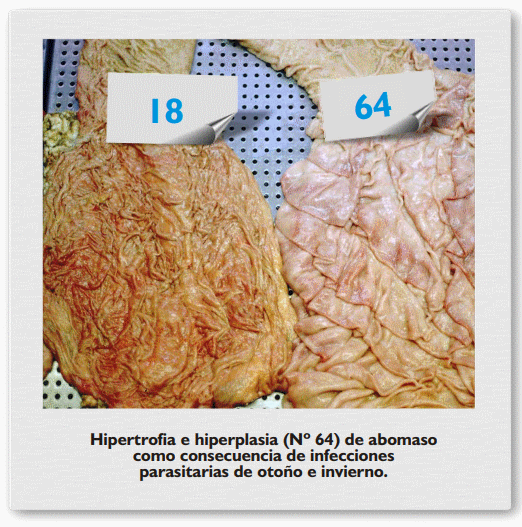 Gastroenteritis verminosa de los rumiantes. Parte 1 - Image 14