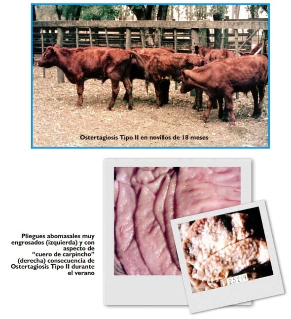 Gastroenteritis verminosa de los rumiantes. Parte 1 - Image 17