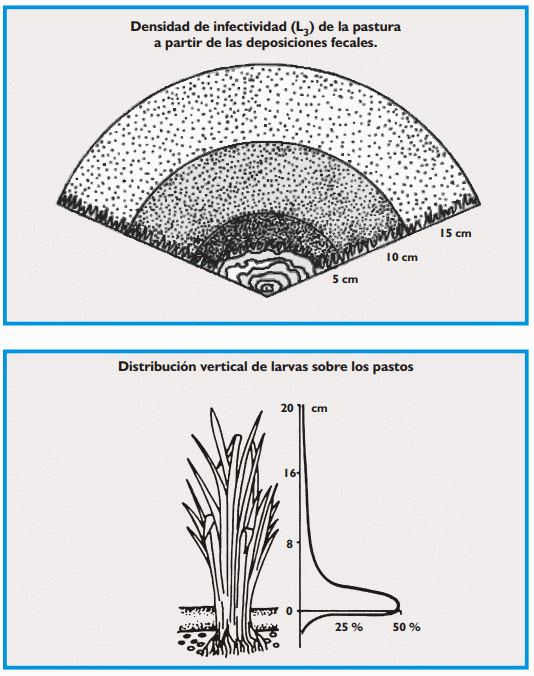 Gastroenteritis verminosa de los rumiantes. Parte 1 - Image 5