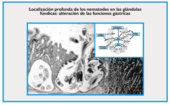 Gastroenteritis verminosa de los rumiantes. Parte 1 - Image 35