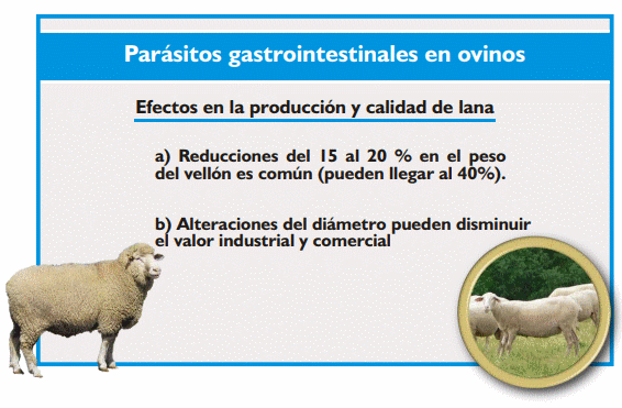 Gastroenteritis verminosa de los rumiantes. Parte 1 - Image 23