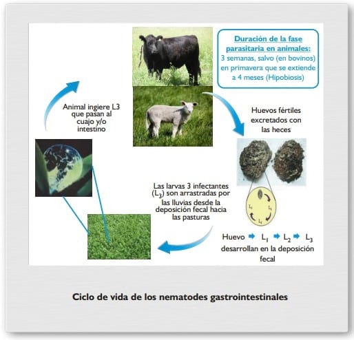 Gastroenteritis verminosa de los rumiantes. Parte 1 - Image 4