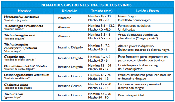Gastroenteritis verminosa de los rumiantes. Parte 1 - Image 3