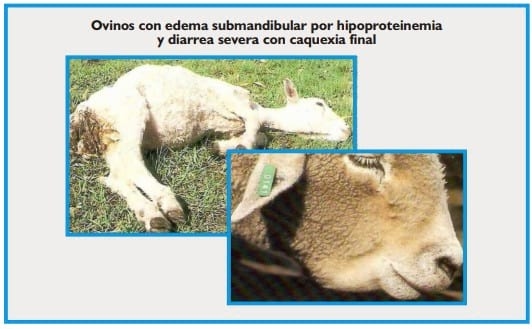 Gastroenteritis verminosa de los rumiantes. Parte 1 - Image 29