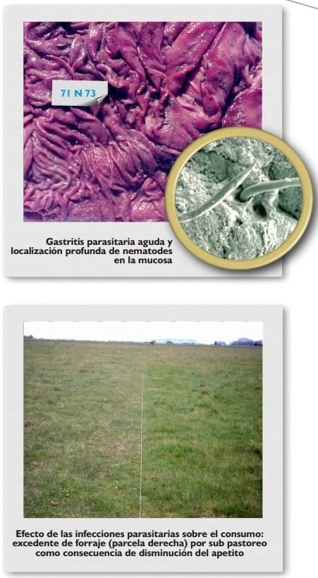 Gastroenteritis verminosa de los rumiantes. Parte 1 - Image 13