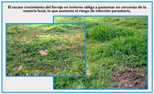 Gastroenteritis verminosa de los rumiantes. Parte 1 - Image 30