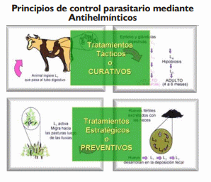 Gastroenteritis verminosa de los rumiantes. Parte 2 - Image 3