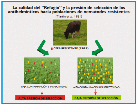Gastroenteritis verminosa de los rumiantes. Parte 2 - Image 11
