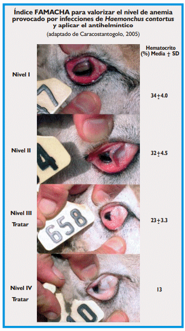 Gastroenteritis verminosa de los rumiantes. Parte 2 - Image 7